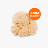 BRAIN FOOD. Focus Coffee | 200g & Free Mixer!