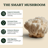 Lion's Mane Mushroom Extract Powder
