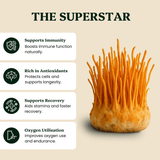 Cordyceps Mushroom Extract Powder