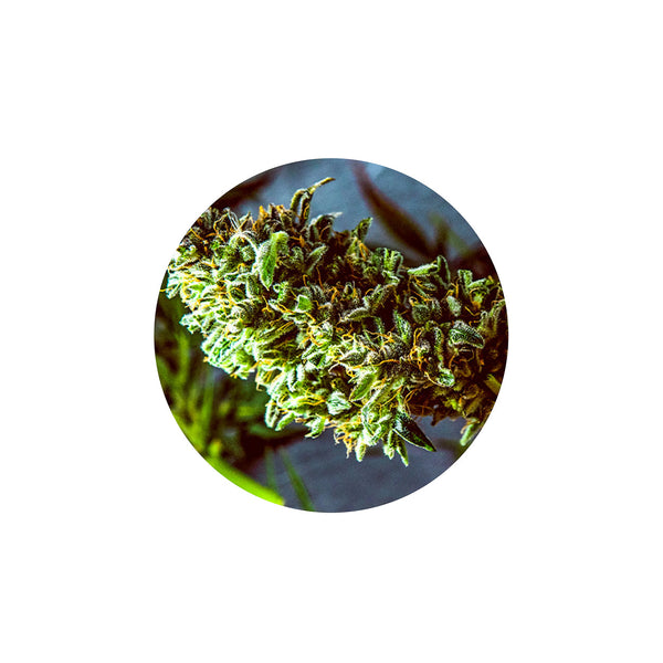 Hemp-Derived Terpenes – Steam Distilled for Authentic Strain Profiles | 1ml