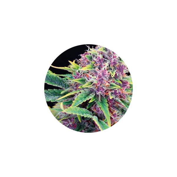 Premium Isolated Terpenes - Steam Distilled, Solvent Free 1ml